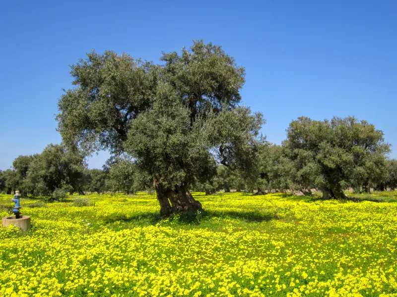 plantaciones-de-olivo-y-cambio-climatico