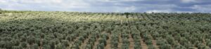 ¿Cuáles son los cultivos más rentables en España? - AGR Global