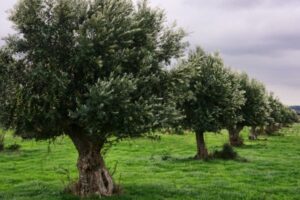 ¿Es rentable invertir en olivos? - AGR Global