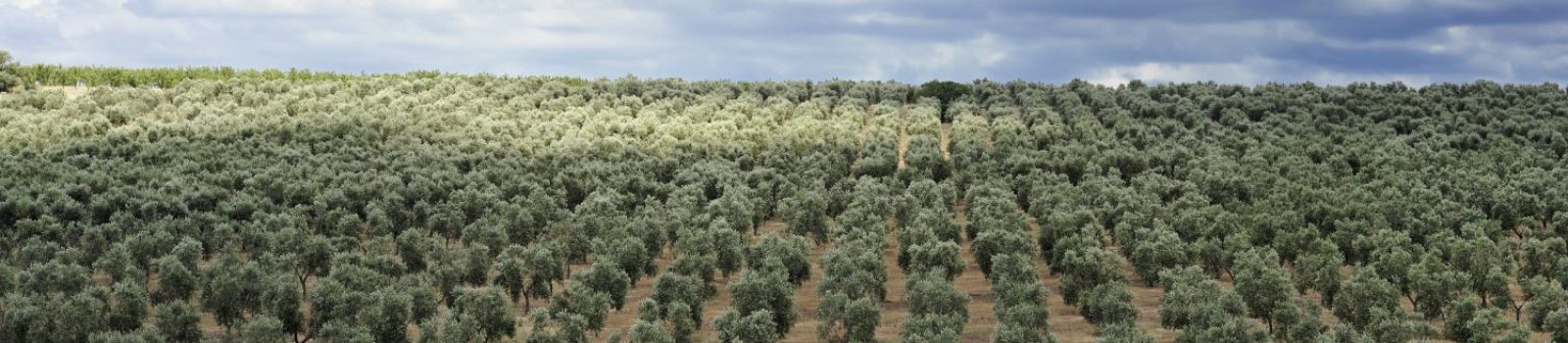 ¿Cuáles son los cultivos más rentables en España? - AGR Global