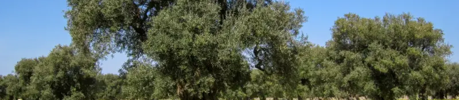 plantaciones-de-olivo-y-cambio-climatico